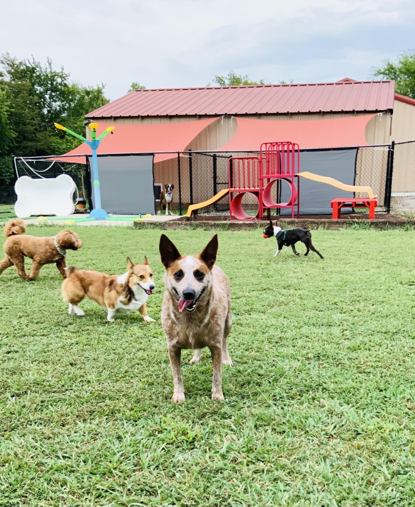 Turbo-Dog